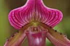 Ladyslipper Orchid, Orchidaceae Spp