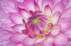 Pink Dahlia