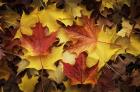 Maples Leaves In Autumn