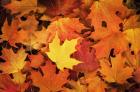 Red, Orange And Yellow Maples Leaves In Autumn