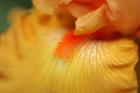 Bearded Iris Flower Close-Up 2