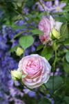 Pink Pierre De Rosard, Eden, Heirloom Roses