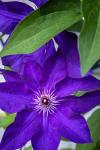 Purple Clematis