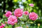 Pink Ever-Blooming Rose Bush