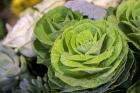 Ornamental Cabbage In A Flower Arrangement