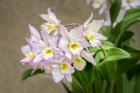 Apple Blossom, Iwanagara Orchid