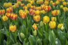 Beauty Of Spring Darwin Hybrid Tulip