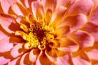 Yellow And Pink Dahlia
