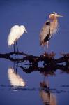Great Egret and Great Blue Heron on a Log in Morning Light