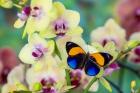 Brush-Footed Butterfly, Callithea Davisi On Orchid