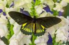 Belus Swallowtail Butterfly On White And Yellow Snapdragon Flower