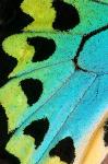 Wing Pattern Of Tropical Butterfly 5