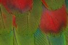 Breast Feathers Of Harlequin Macaw