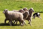 Purebred Border Collie dog turning sheep