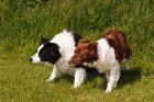 Purebred Border Collie dogs