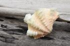 Ruffled Clam Shell - Tridacna Squamosa