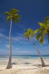 Hammock and palm trees, Plantation Island Resort, Malolo Lailai Island, Mamanuca Islands, Fiji