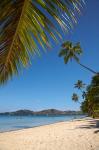Beach and palm trees, Plantation Island Resort, Malolo Lailai Island, Mamanuca Islands, Fiji