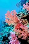 Colorful Sea Fans and other Corals, Fiji, Oceania