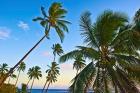 Nanuku Levu, Fiji Islands palm trees with coconuts, Fiji, Oceania