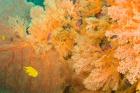 Golden Dream Reef, Bligh Water Area, Viti Levu, Fiji Islands