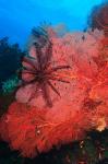 Pristine Gorgonian Sea Fans marine life, Fiji