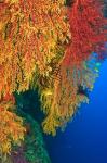 Gorgonian Sea Fan, Marine life, Viti Levu Fiji