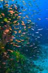 Scuba Diver, Fairy Basslet fish Viti Levu Fiji