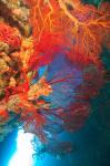 Gorgonian Sea Fan, Marine life, Fiji