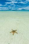 Sea Star In The Sand On The Rock Islands, Palau