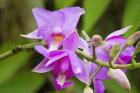 Wild Orchid, Cloud Forest, Upper Madre De Dios River, Peru