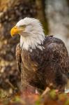 Alaska, Chilkat Bald Eagle Preserve Bald Eagle On Ground