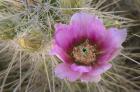 Flowers On Engelmann's Hedgehog Cactus