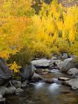 California, Eastern Sierra Bishop Creek During Autumn