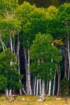 Pre-Autumn Aspens