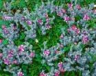 Wildflowers Near The Redwood NP