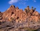 Joshua Tree National Park, Trees And Mountains, California