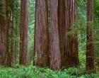 Redwoods Tower Above Ferns At The Stout Grove, California