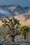 Joshua Trees In The Snow