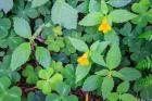 Monkey Flowers Growing Wild In Redwood National Park