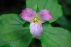 Trillium Perennial Flowering Plant