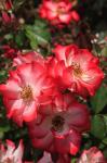 Betty Boop Rose Is A Hybrid Rose With A Moderately Fruity Aroma