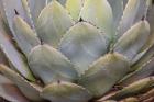 Parry's Agave Or Mescal Agave