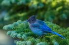 Steller's Jay Perched On A Fir Bough