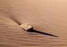 Rock And Ripples On A Dune, Colorado