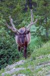 Bull Elk In The Rocky Mountain National Park Forest