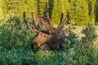 Bull Moose With Velvet Antlers