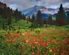 Colorado, Laplata Mountains, Wildflowers In Mountain Meadow
