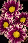 Colorado, Orinoco Daisies Close-Up