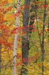 Fall in a Mixed Deciduous Forest in Litchfield Hills, Kent, Connecticut